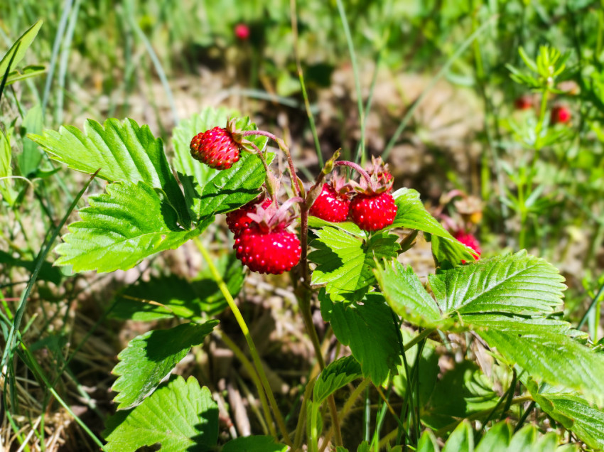 Кустик земляники с несколькими красными ягодами среди травы и лесной подстилки