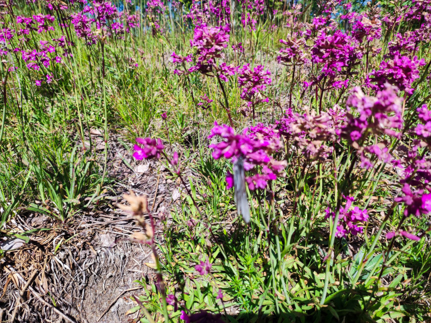 Фиолетовые полевые цветы на солнечной лужайке среди травы
