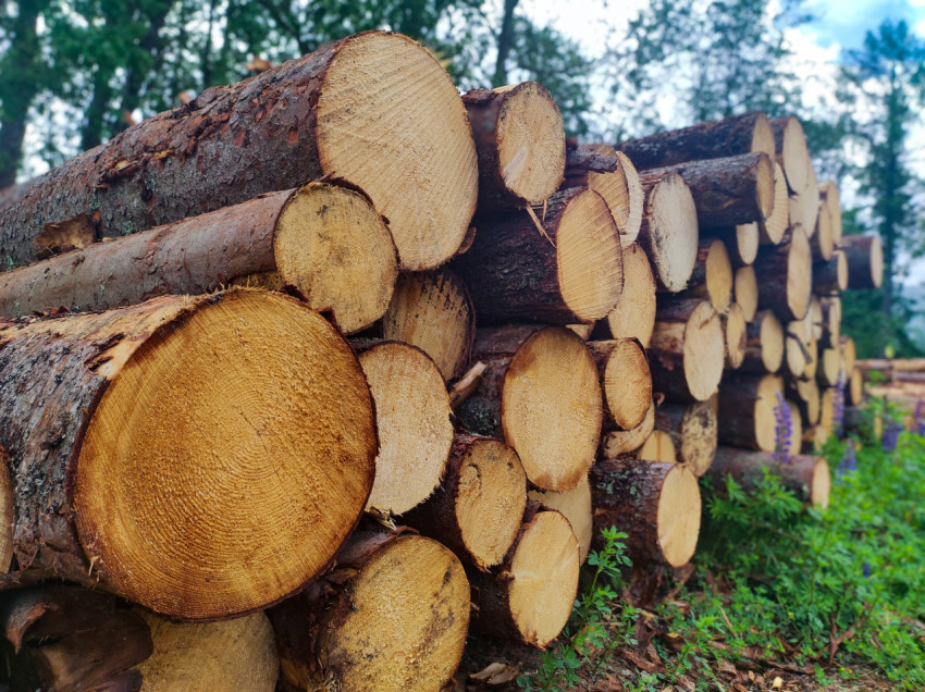 Штабель бревен с видимыми торцами на лесной площадке