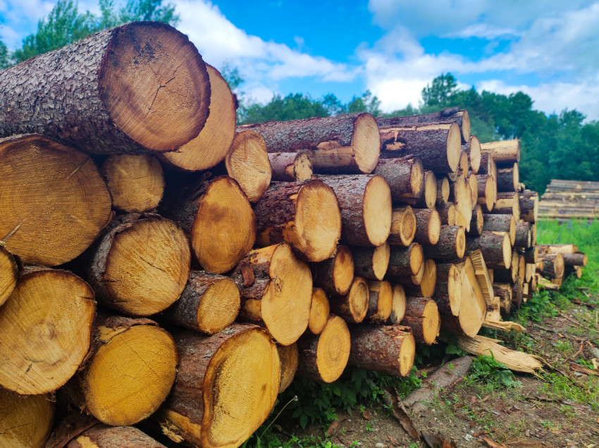 Штабель бревен на открытой лесосеке под голубым небом