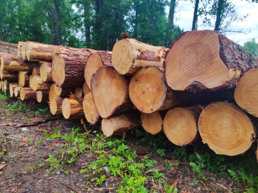 Торцы свежеспиленных брёвен в штабеле на лесозаготовительной площадке