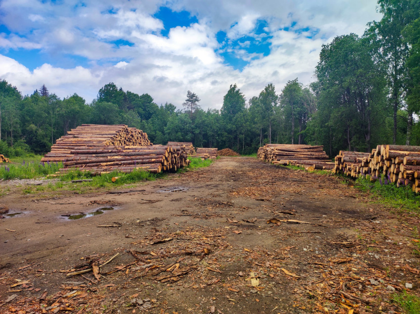 Склад лесоматериалов со штабелями брёвен на площадке лесозаготовки