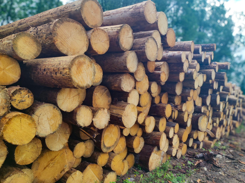 Длинный штабель бревен с торцами разного диаметра на лесной площадке