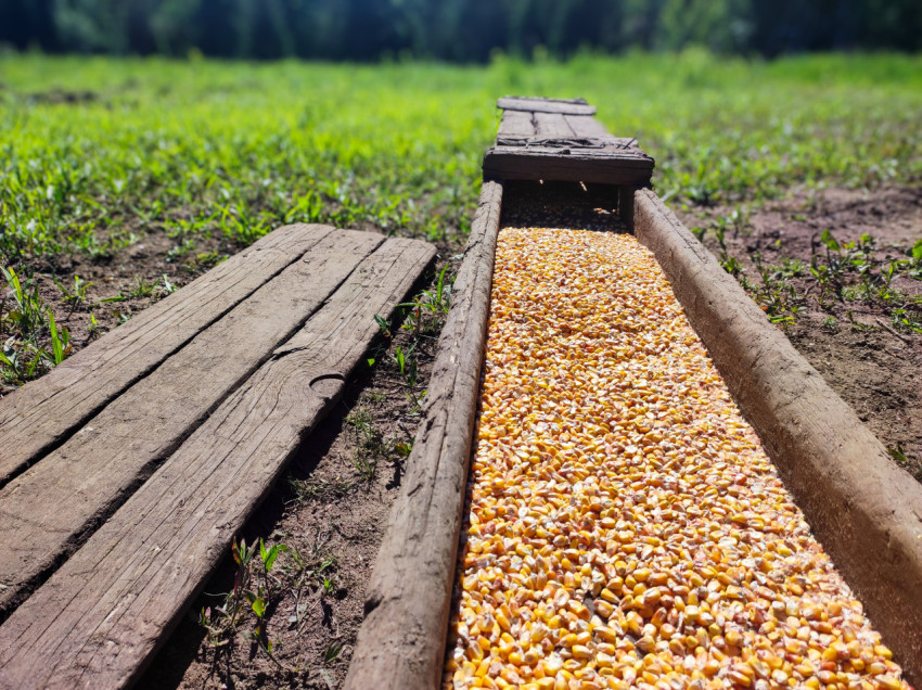 Длинный деревянный желоб с кукурузой на поле в перспективе