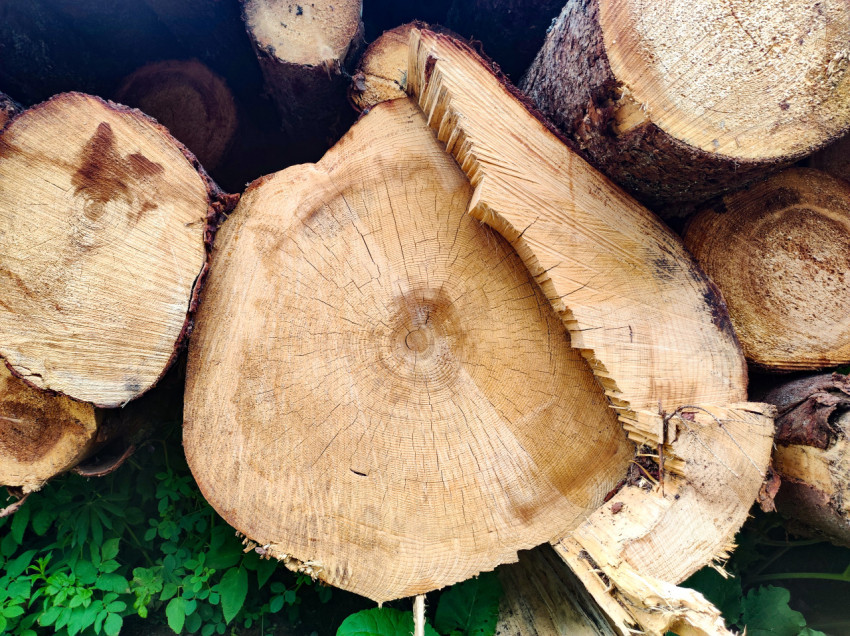 Торец спиленного ствола с годовыми кольцами и трещинами древесины