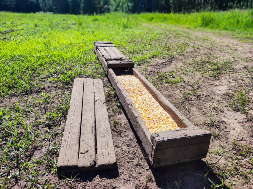 Деревянный желоб с кукурузой на кормовой площадке
