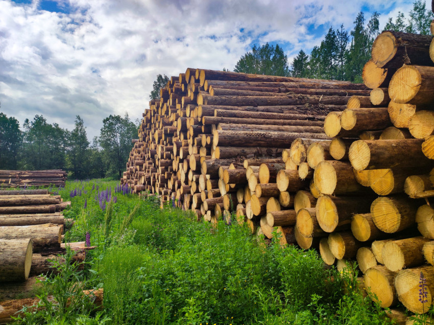Большие штабеля круглых бревен на лесной площадке среди травы и цветов