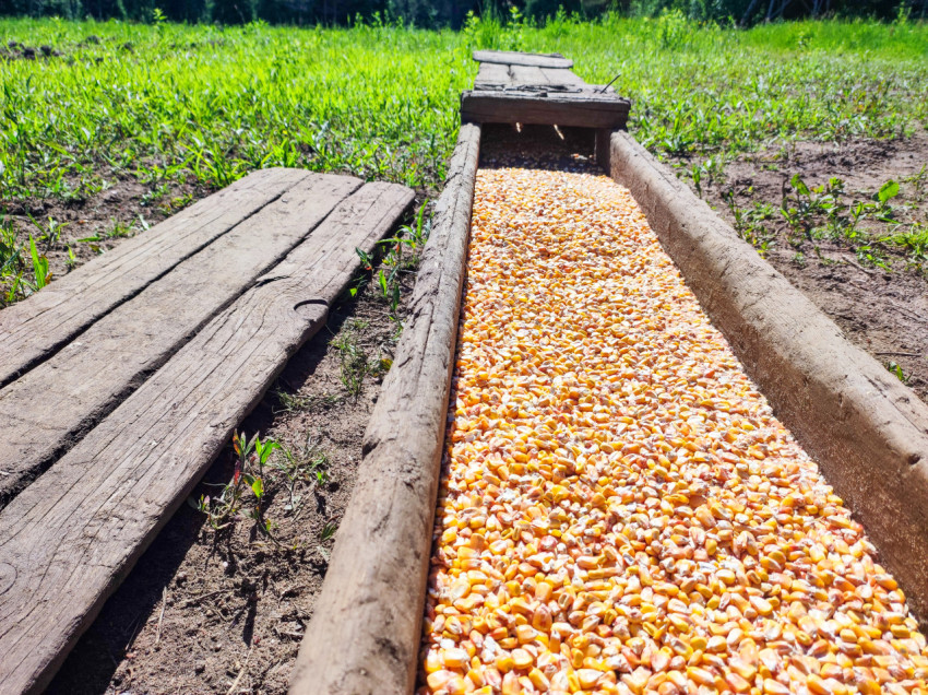 Кукурузные зерна в деревянной кормушке крупным планом