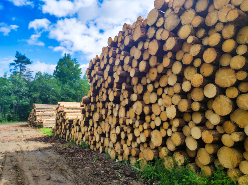Лесная дорога вдоль длинного штабеля бревен на складе древесины