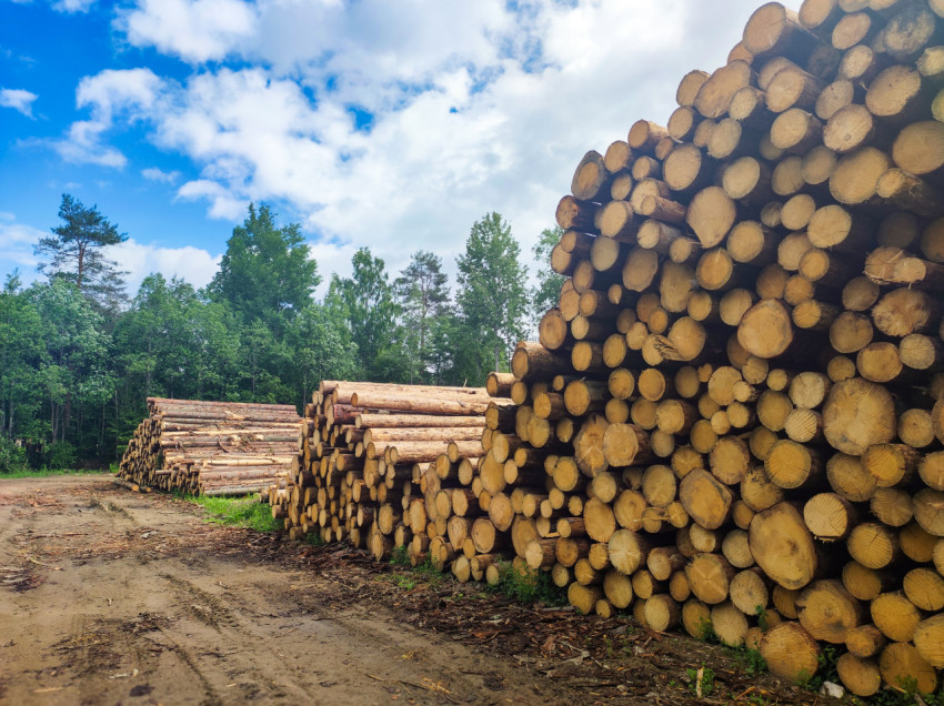 Штабели круглого леса на лесозаготовительной площадке у кромки леса