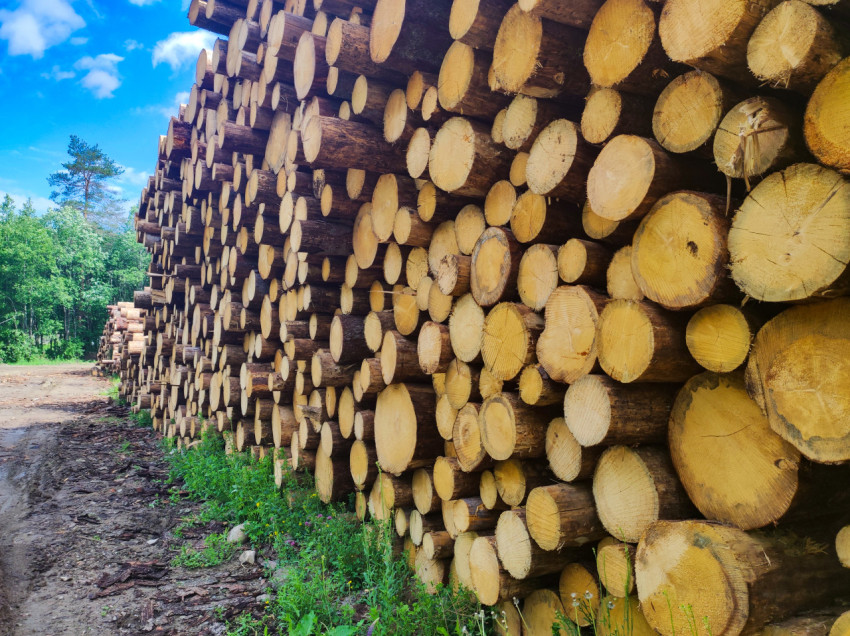 Массивный штабель бревен у грунтовой дороги на лесном складе
