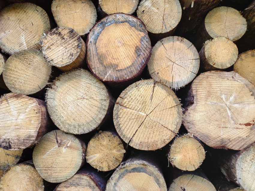 Макросъёмка торцов бревен с выраженными годичными кольцами и трещинами