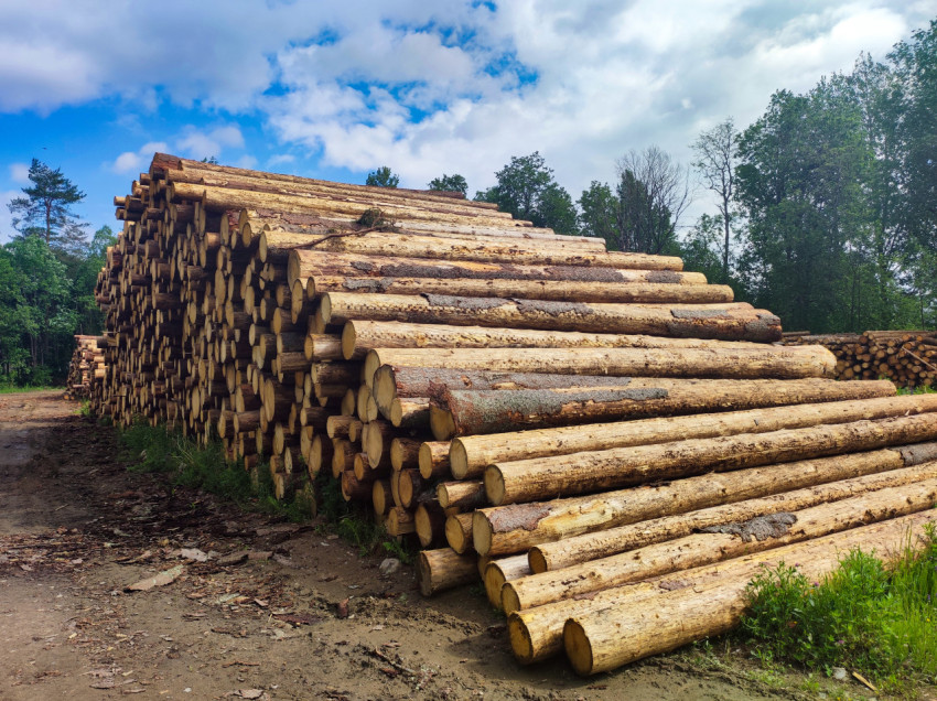 Штабель бревен на открытой площадке лесосклада у кромки леса