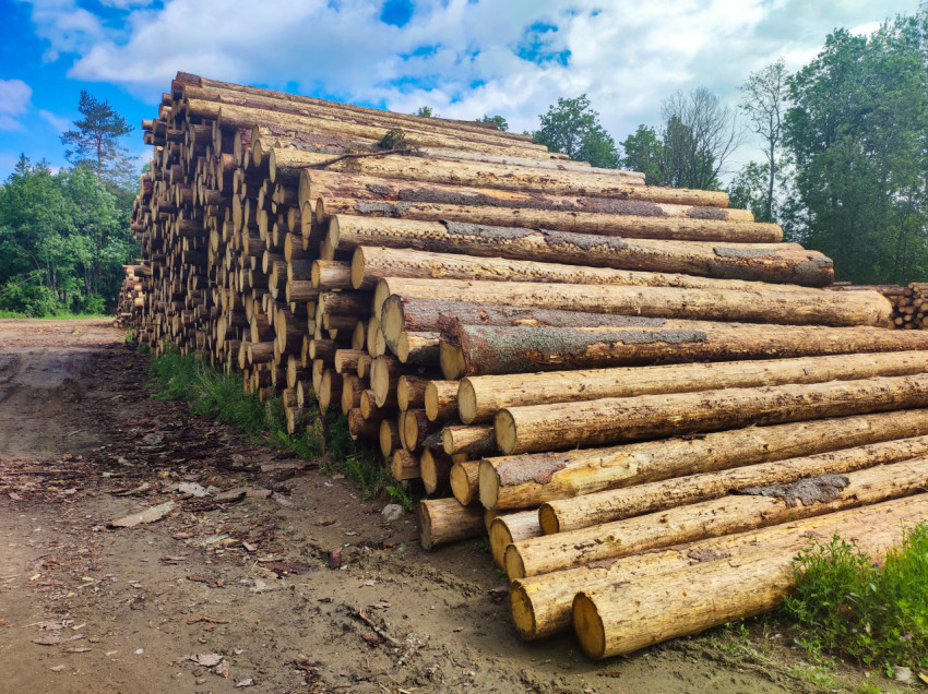 Высокий штабель круглого леса вдоль грунтовой дороги на лесозаготовительной площадке
