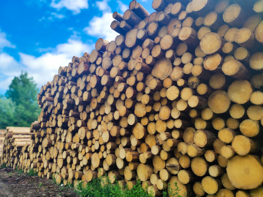 Торцы бревен разного диаметра в штабеле на лесоскладе