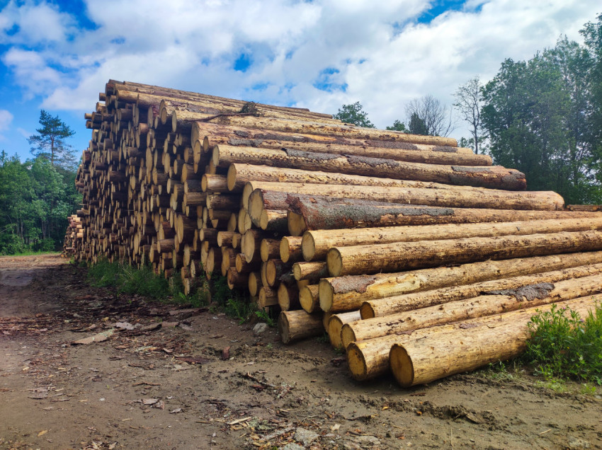 Перспективный вид на штабель бревен и торцы стволов на лесном складе