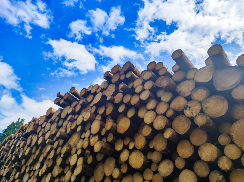 Низкий ракурс на торцы бревен в штабеле на фоне голубого неба