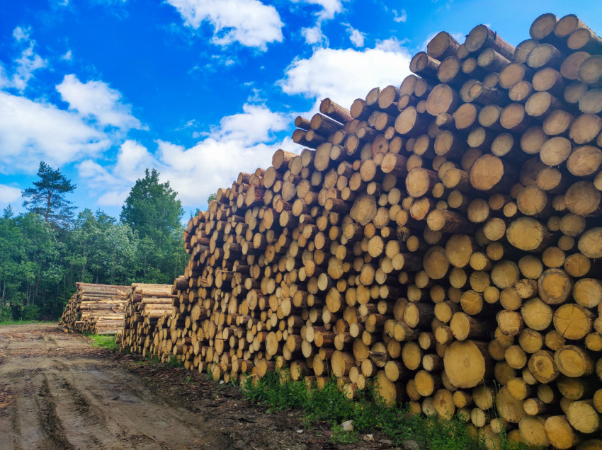 Несколько штабелей круглого леса вдоль дороги на открытой площадке лесосклада