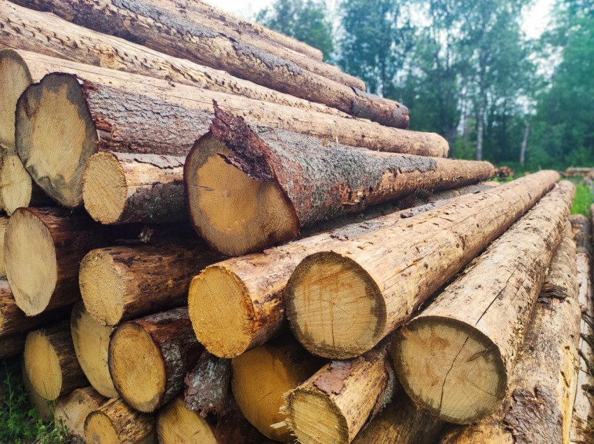 Крупный план уложенных бревен со спилами и корой на лесном складе