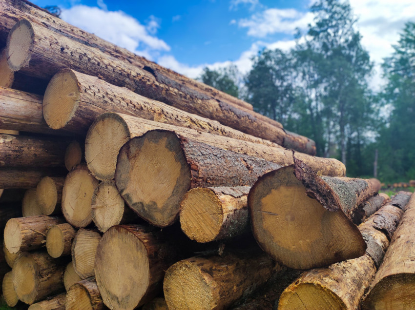 Торцы бревен в штабеле на фоне неба и деревьев лесной опушки