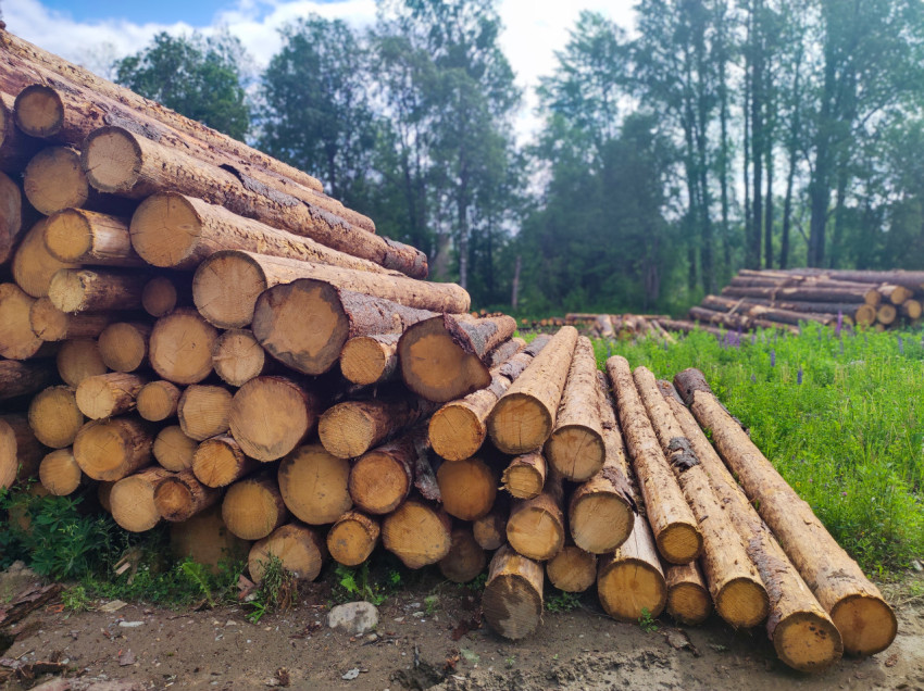 Штабель и длинномерные бревна на травянистой поляне лесозаготовительной площадки