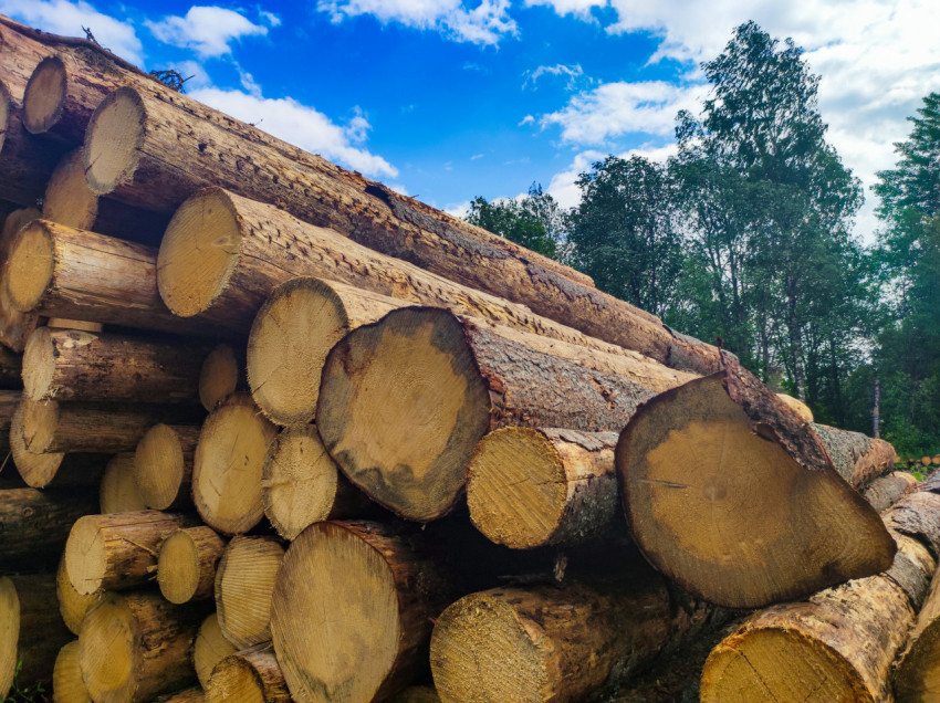 Штабель бревен на открытой складской площадке рядом с лесом и облачным небом