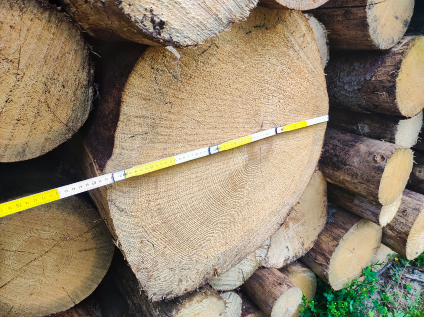 Измерение диаметра бревна рулеткой на торце штабеля круглого леса