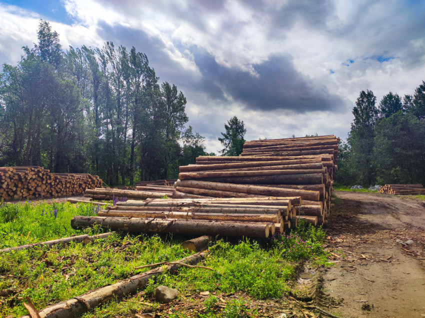 Длинные брёвна, уложенные в штабель на лесной заготовительной площадке