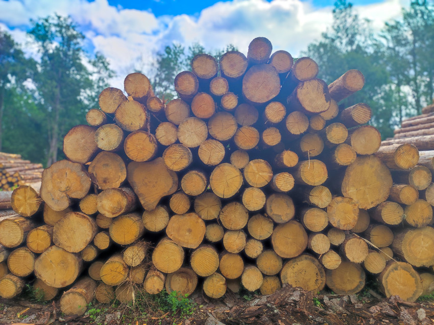Торцы брёвен в штабеле крупным планом на фоне леса и неба