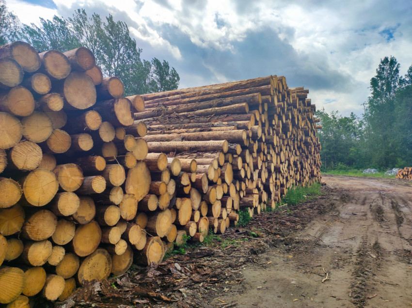 Крупный штабель брёвен вдоль просёлочной дороги на лесоскладе