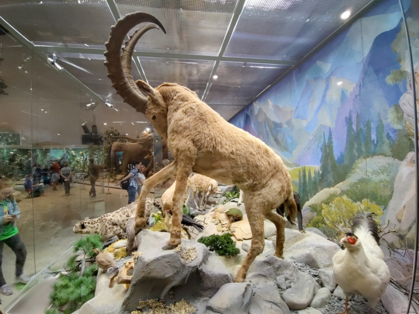 Таксидермический экспонат горного козла в музейной витрине