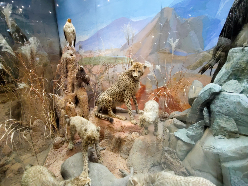 Музейная диорама с чучелами гепардов и хищных птиц