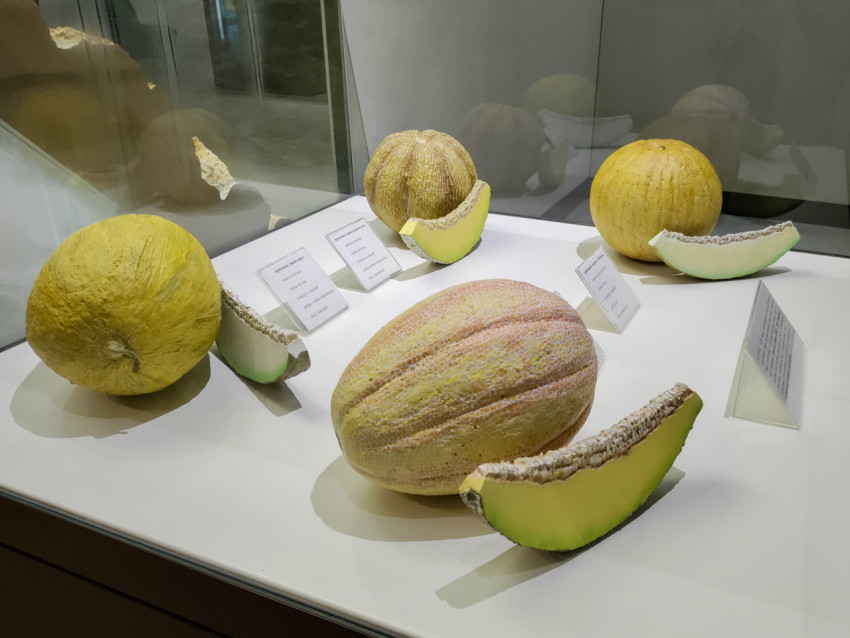 Учебные модели плодов дыни в музейной витрине