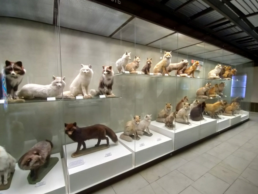 Зоологическая витрина с чучелами лисиц разных подвидов