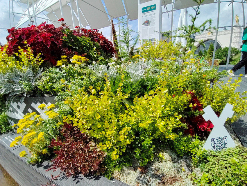 Декоративная клумба с кустарниками и многолетниками в экспозиции ВДНХ