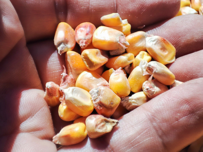 Кукурузные зерна на ладони крупным планом