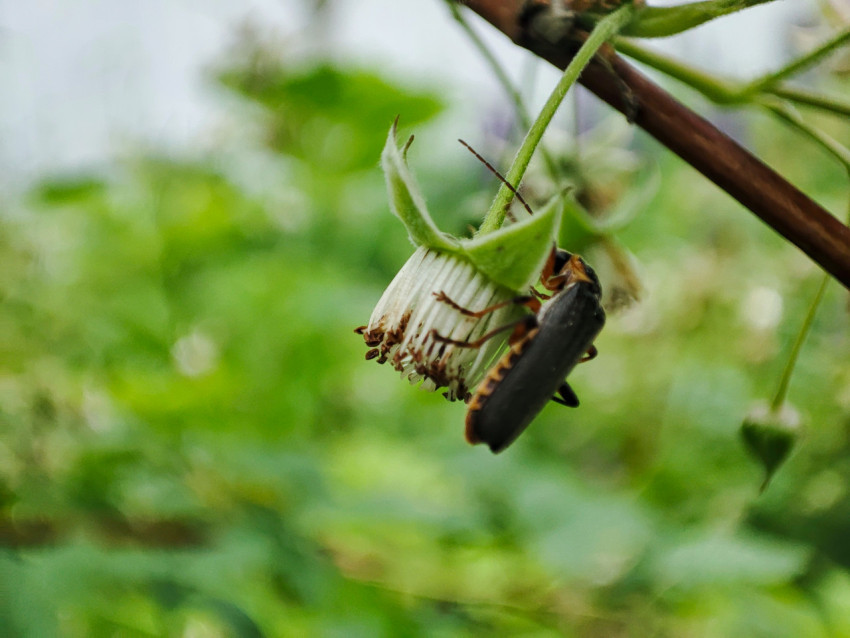 Жук на поникшем цветке малины крупным планом