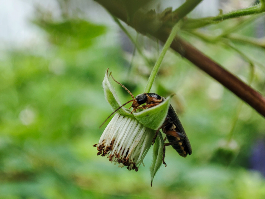 Жук с длинными усиками на цветке малины в садовой зелени