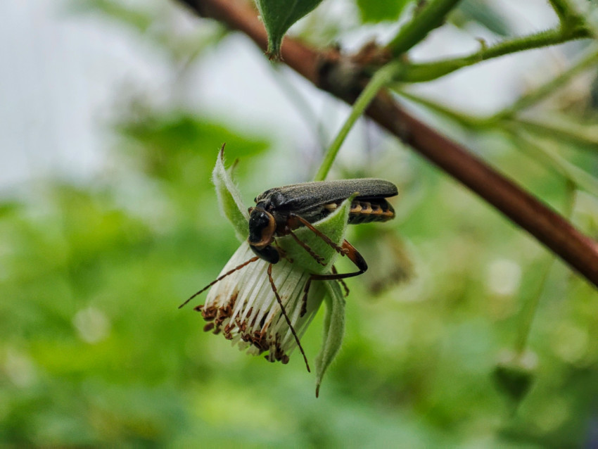 Жук на поникшем цветке малины, вид сбоку