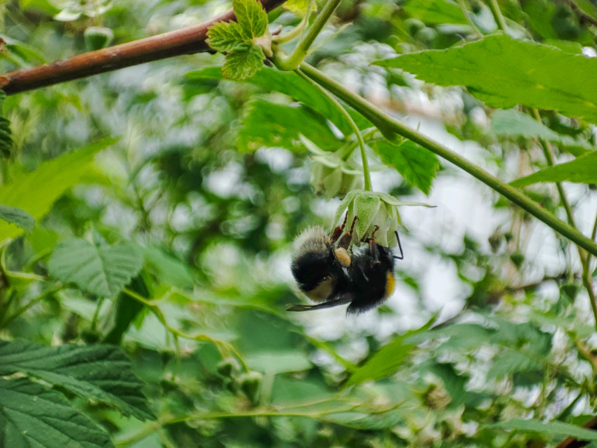 Шмель собирает нектар на поникшем цветке малины