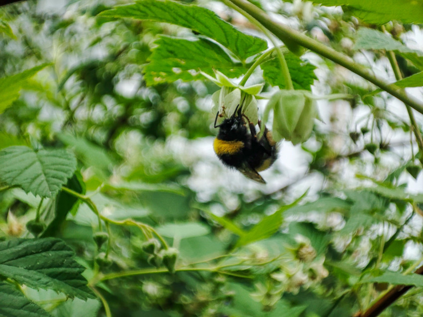 Шмель висит на поникающем цветке малины среди зелёных листьев