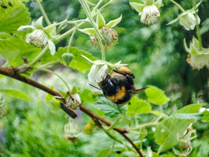 Шмель собирает нектар на цветке малины на ветке малинника
