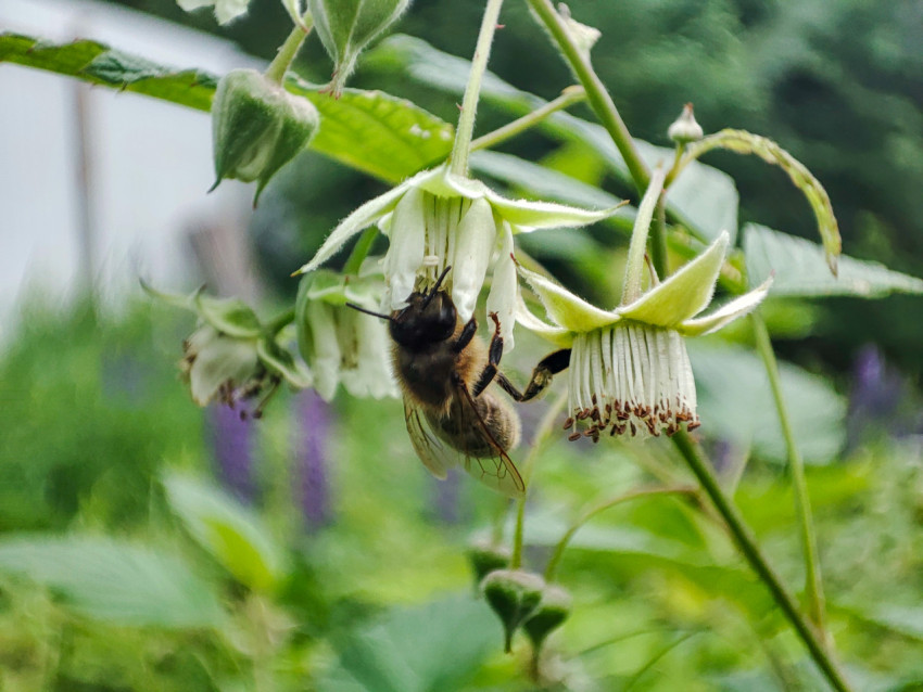 Пчела кормится на поникающем цветке малины среди зелёных стеблей