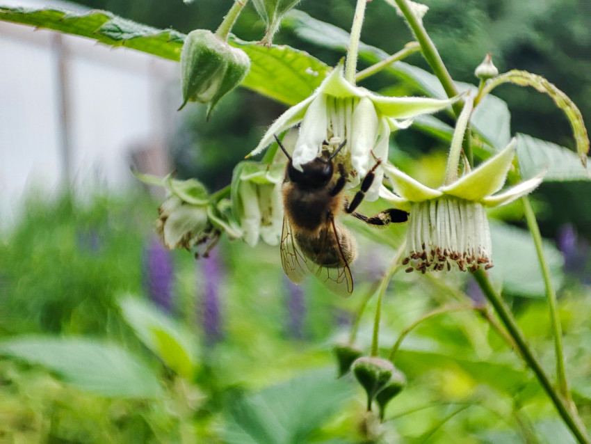 Пчела висит под цветком малины и касается тычинок при сборе нектара