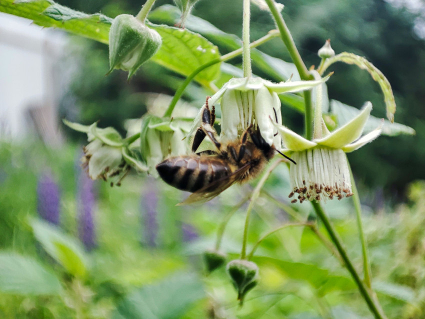 Медоносная пчела собирает нектар на белом цветке малины крупным планом