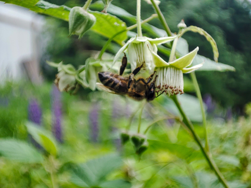 Пчела в движении на цветке малины на фоне размытых садовых растений