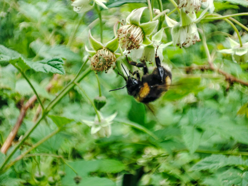 Шмель кормится на цветках малины среди густой зелени, крылья размыты движением