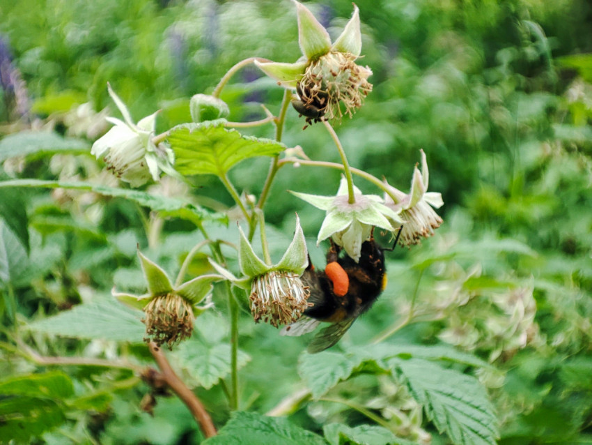 Шмель с оранжевой пыльцой на задних лапках собирает нектар на цветке малины