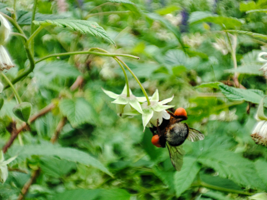 Шмель с пыльцевыми корзинками держится за одиночный цветок малины на фоне зелени
