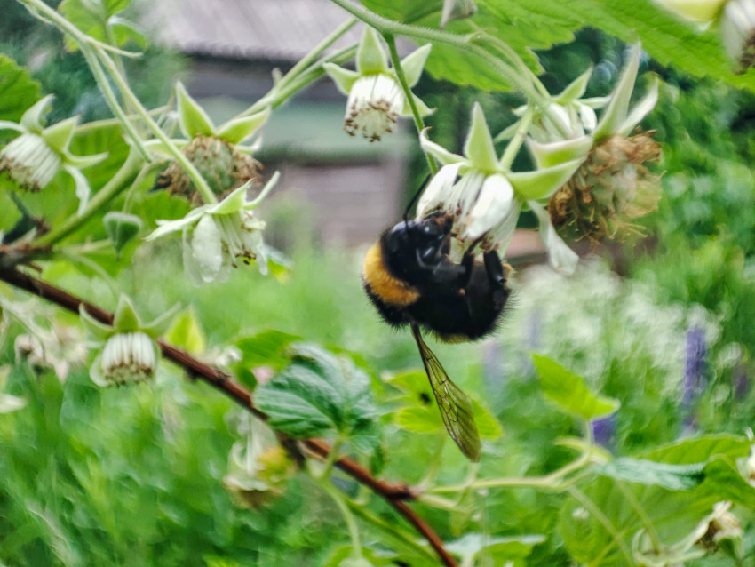 Шмель на цветке малины среди поникающих соцветий на фоне садовой постройки